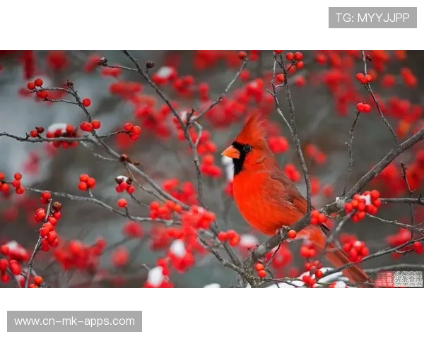 红雀陷入重建困境，球迷期盼转机，红雀详解